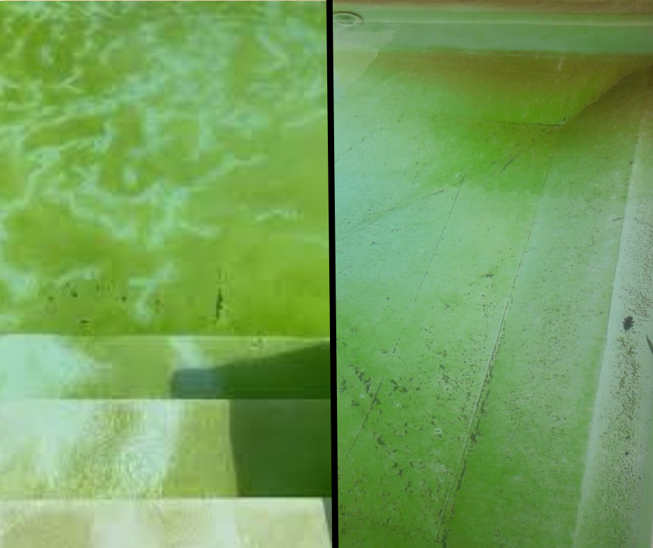 Comment identifier des algues moutardes piscine