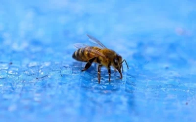 Comment éloigner les abeilles et les guêpes de ma piscine ?
