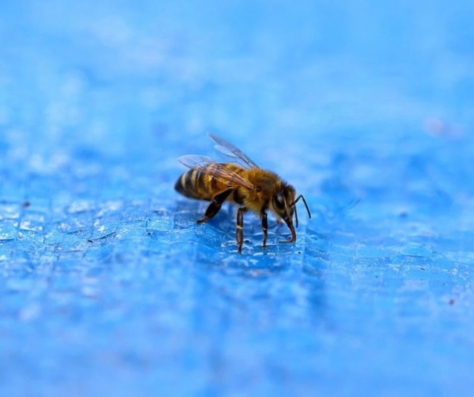 Comment éloigner les abeilles et les guêpes de ma piscine Comment éloigner les abeilles et les guêpes de ma piscine