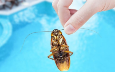 Comment se débarrasser des punaises d’eau dans ma piscine ?