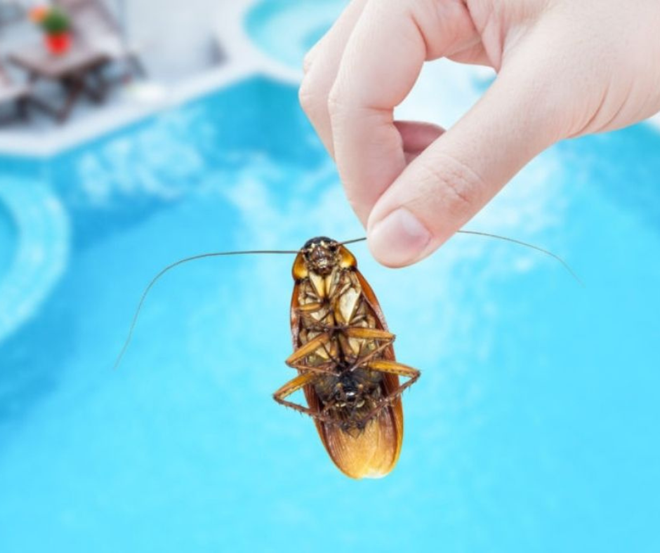 Comment se débarrasser des punaises d'eau dans ma piscine