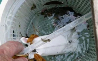 Découvrez l’utilité du floculant pour une piscine propre et cristalline : conseils et astuces d’utilisation