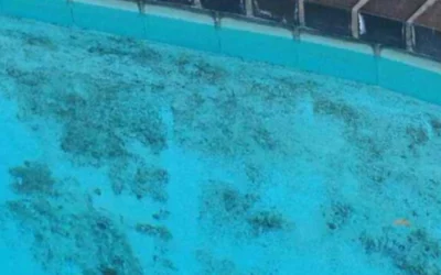 Algues noires dans les piscines : comment s’en débarrasser ?