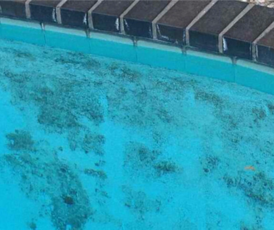 traiter les algues noires dans une piscine traiter les algues noires dans une piscine