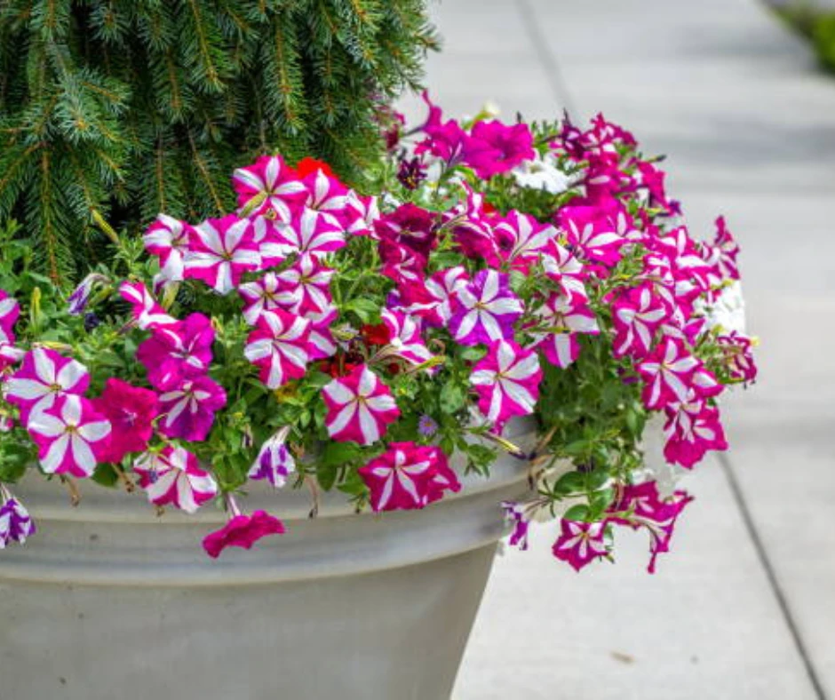 plantes à côtés de ma piscine