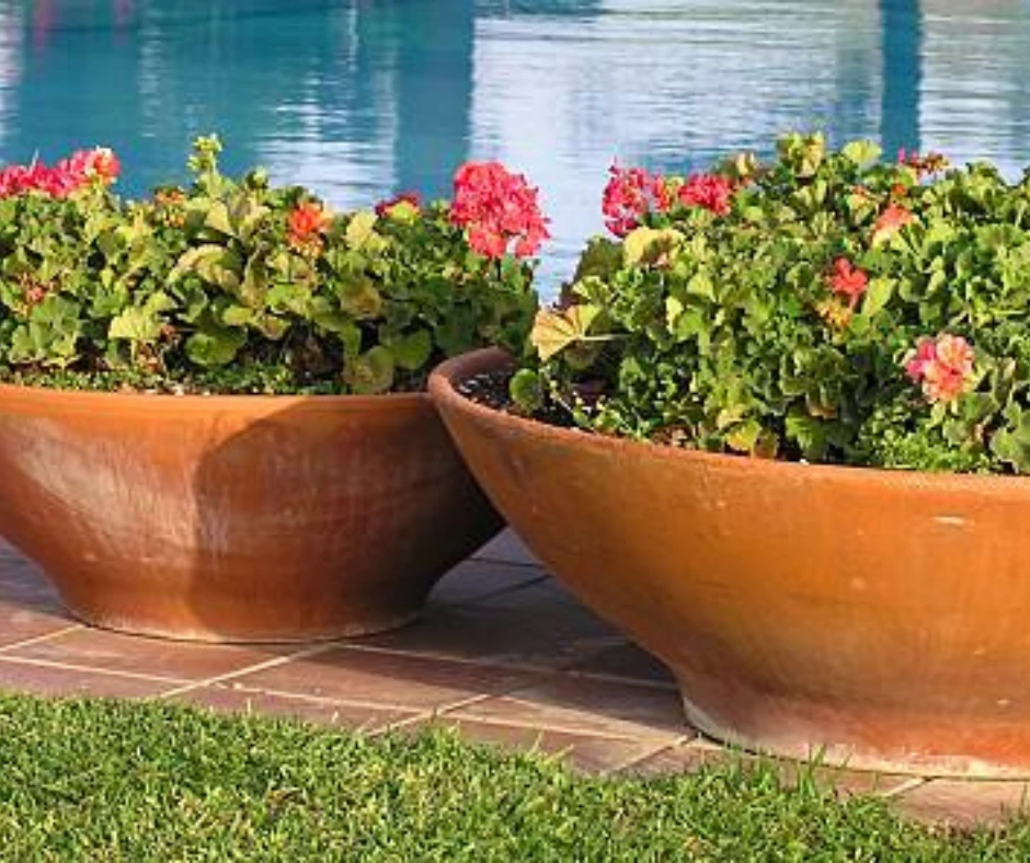 géraniums à côté de ma piscine