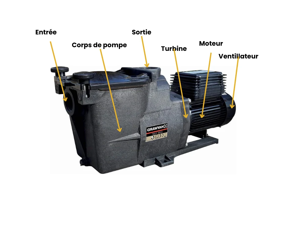 Anatomie de la pompe de piscine